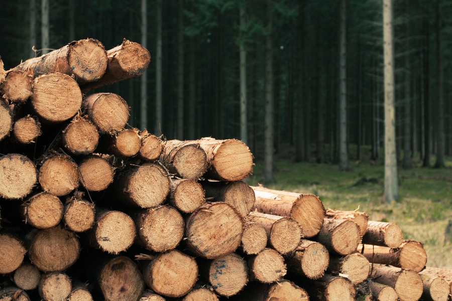 Jak wygląda proces obróbki drewna?